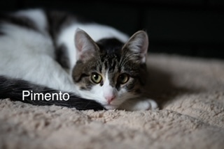 Pimento, an adoptable Domestic Short Hair in Bend, OR, 97701 | Photo Image 1