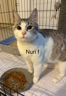 Nuri, an adoptable Domestic Short Hair in Bend, OR, 97701 | Photo Image 1