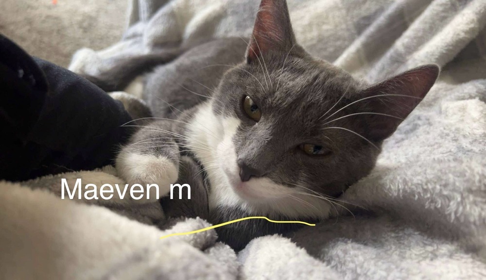 maeven, an adoptable Domestic Short Hair in Bend, OR, 97701 | Photo Image 1