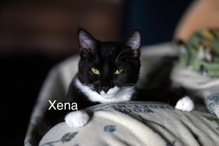 Xena, an adoptable Domestic Short Hair in Bend, OR, 97701 | Photo Image 1