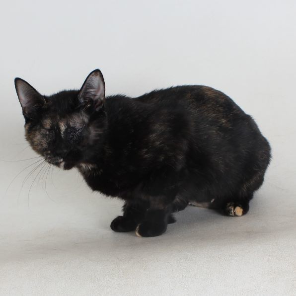 Sweet Potato, an adoptable Domestic Short Hair in Redding, CA, 96099 | Photo Image 1