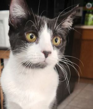 Zeedoe, Adult Female unknown