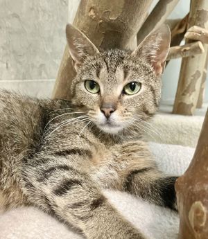 Oksana, Adult Female Tabby