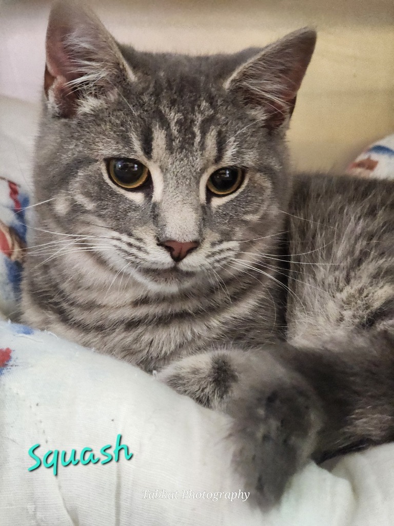 Squash