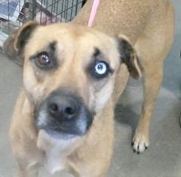 Goldie Gold Digger 60985, an adoptable Vizsla in Pampa, TX, 79065 | Photo Image 1