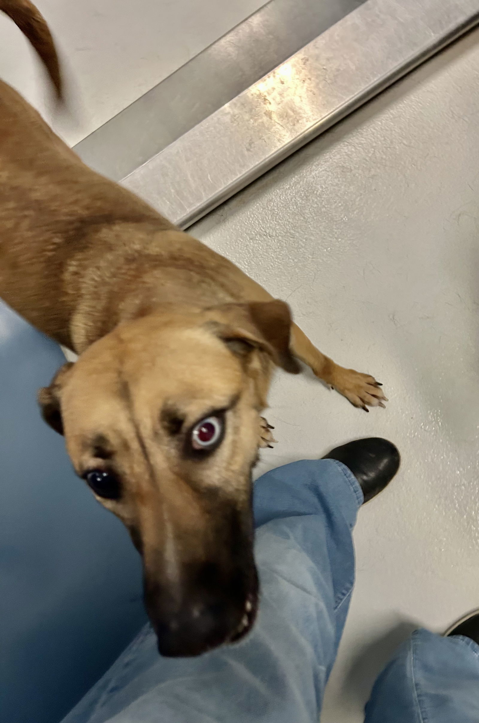 Goldie Gold Digger 60985, an adoptable Vizsla in Pampa, TX, 79065 | Photo Image 2