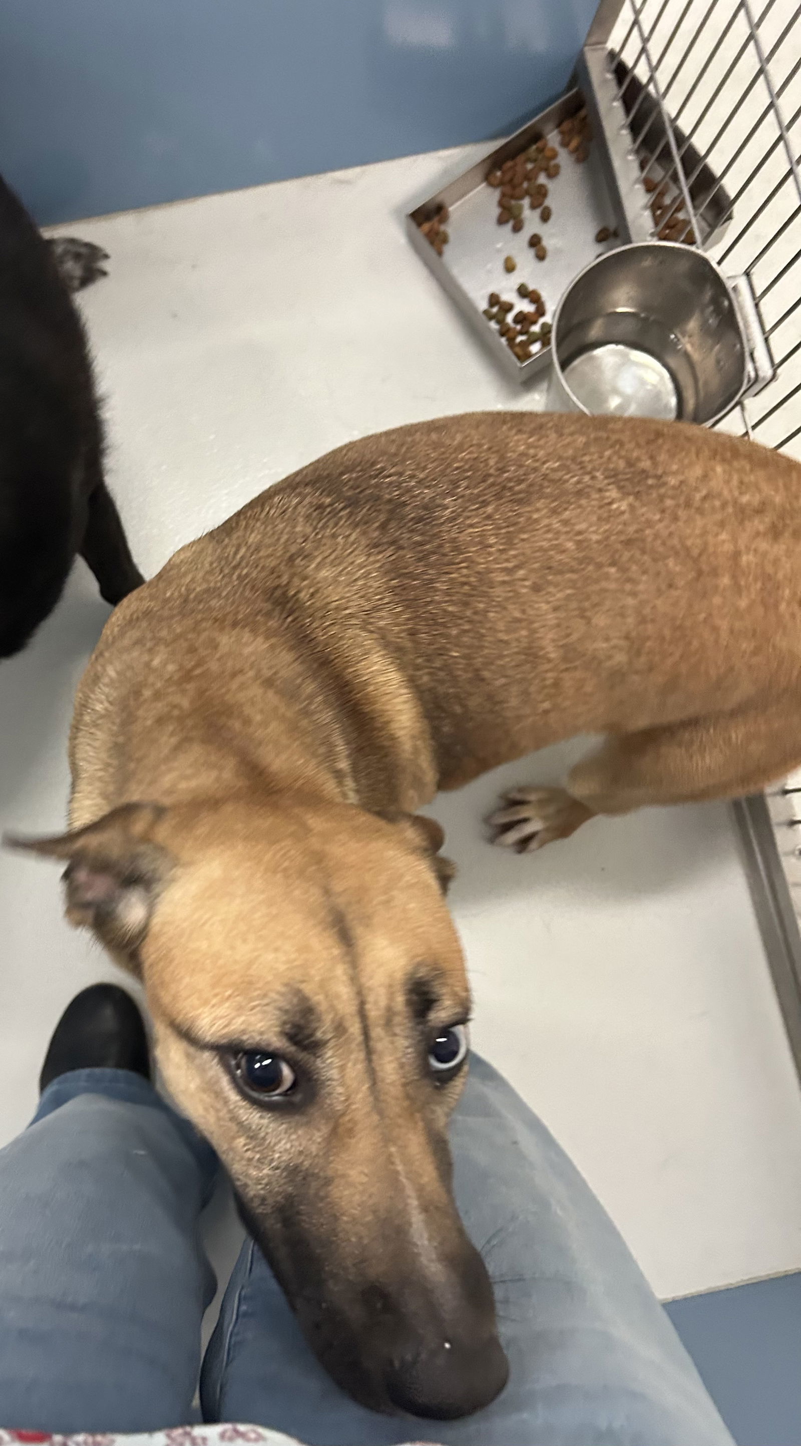Goldie Gold Digger 60985, an adoptable Vizsla in Pampa, TX, 79065 | Photo Image 3