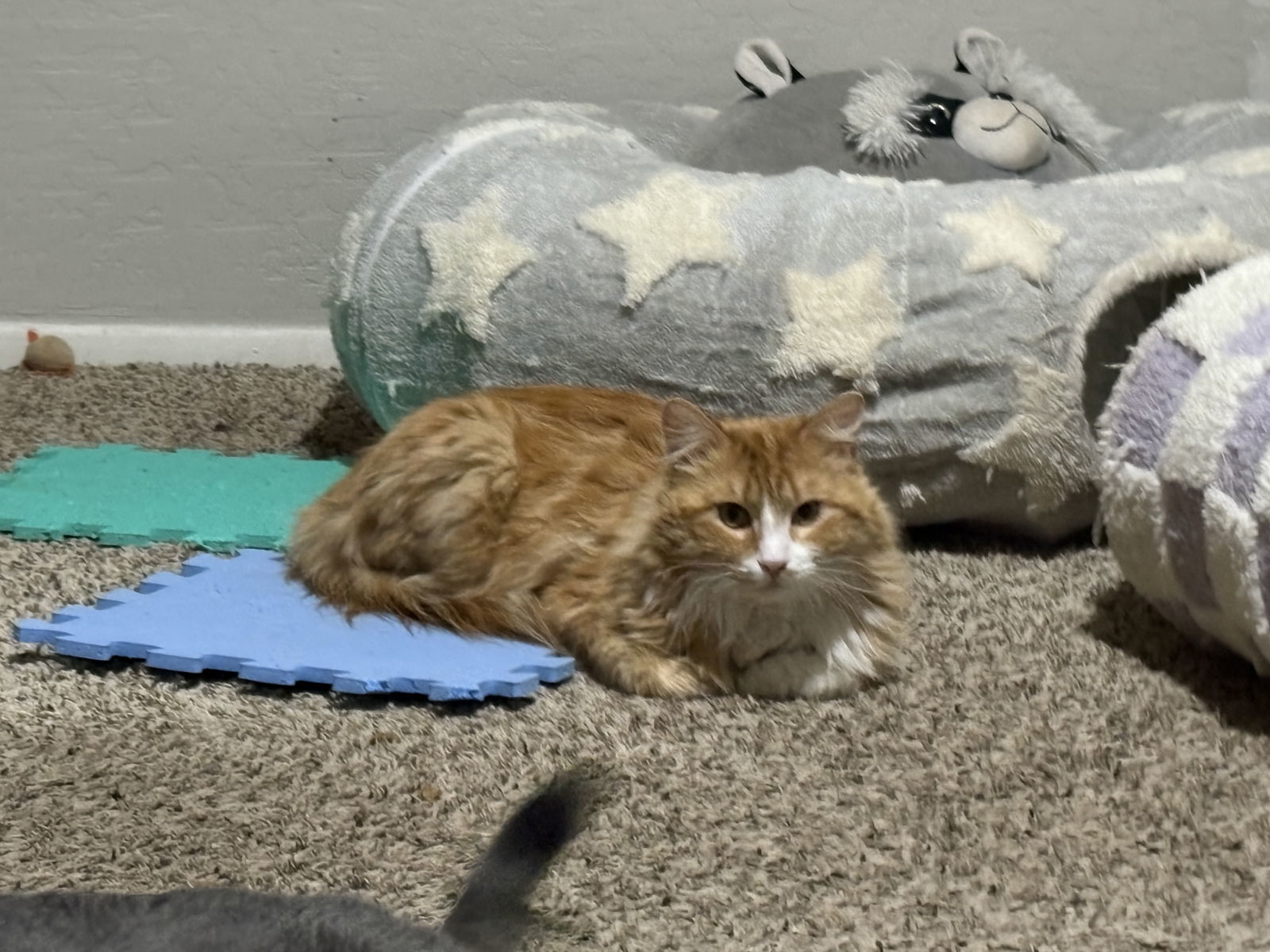 Marmalade