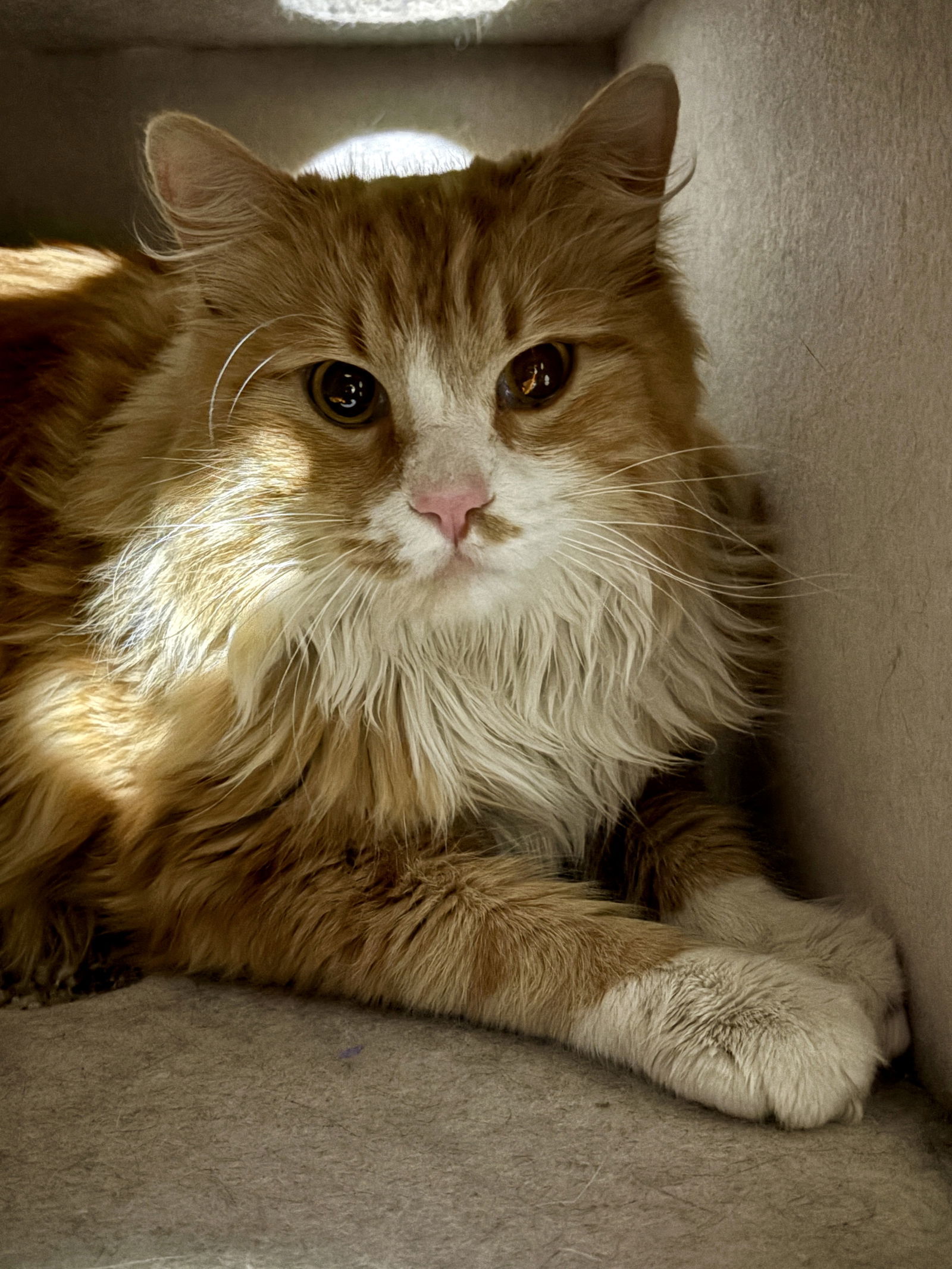 Marmalade