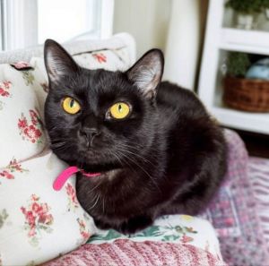 This strikingly beautiful black female kitty is Easter and she is about 2-3 years old This petite g