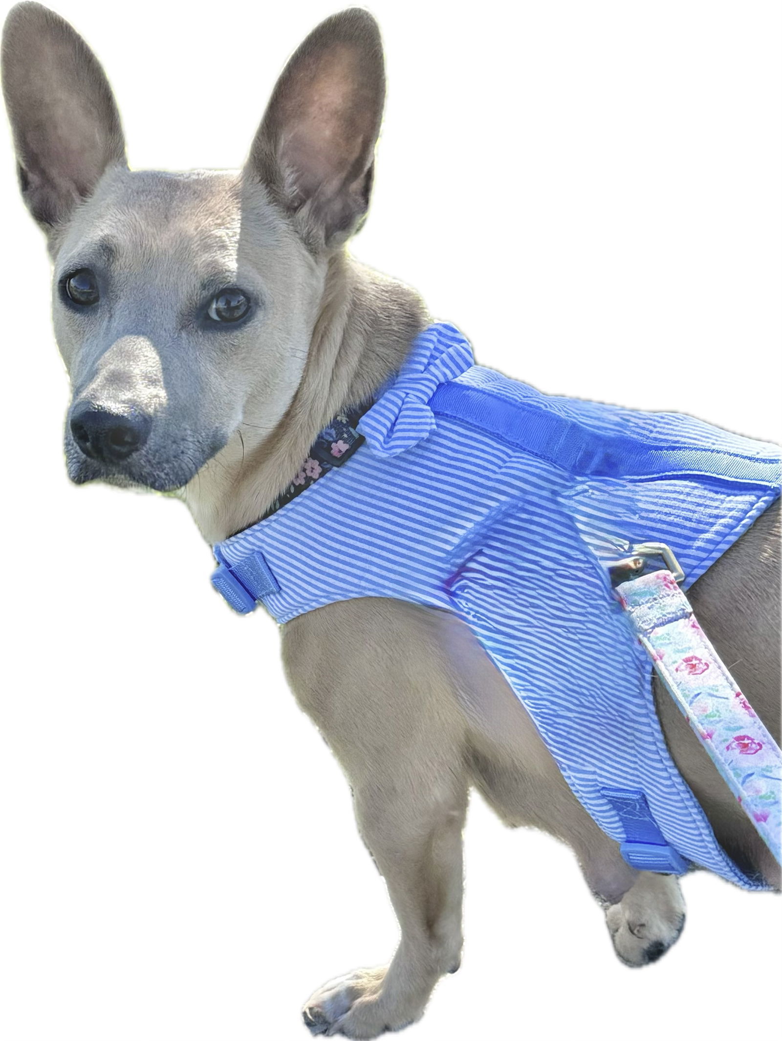 Trixie