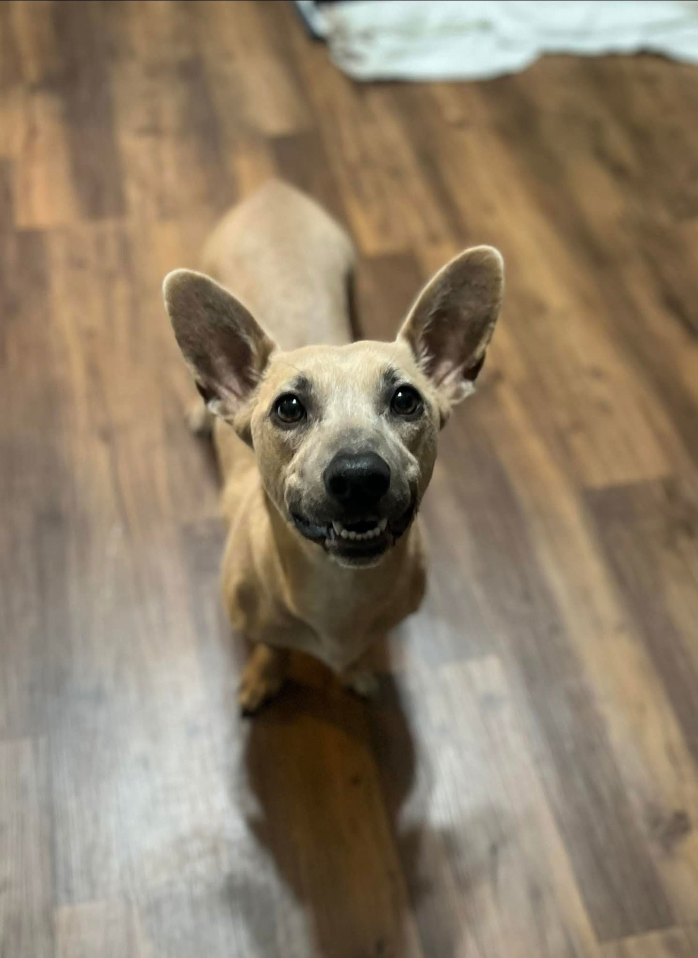 Trixie