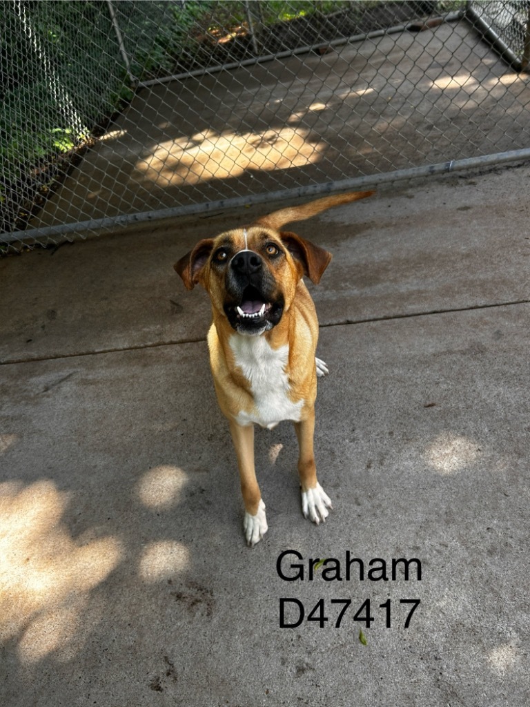 Graham