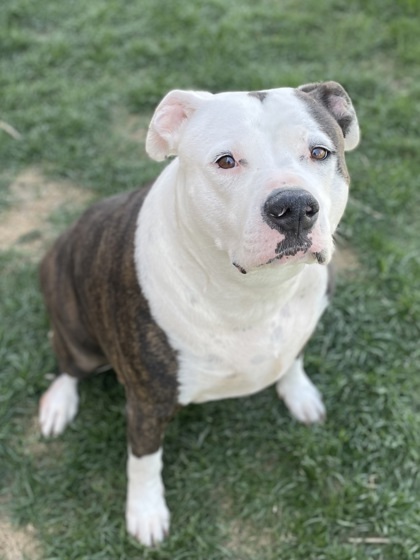 Koa