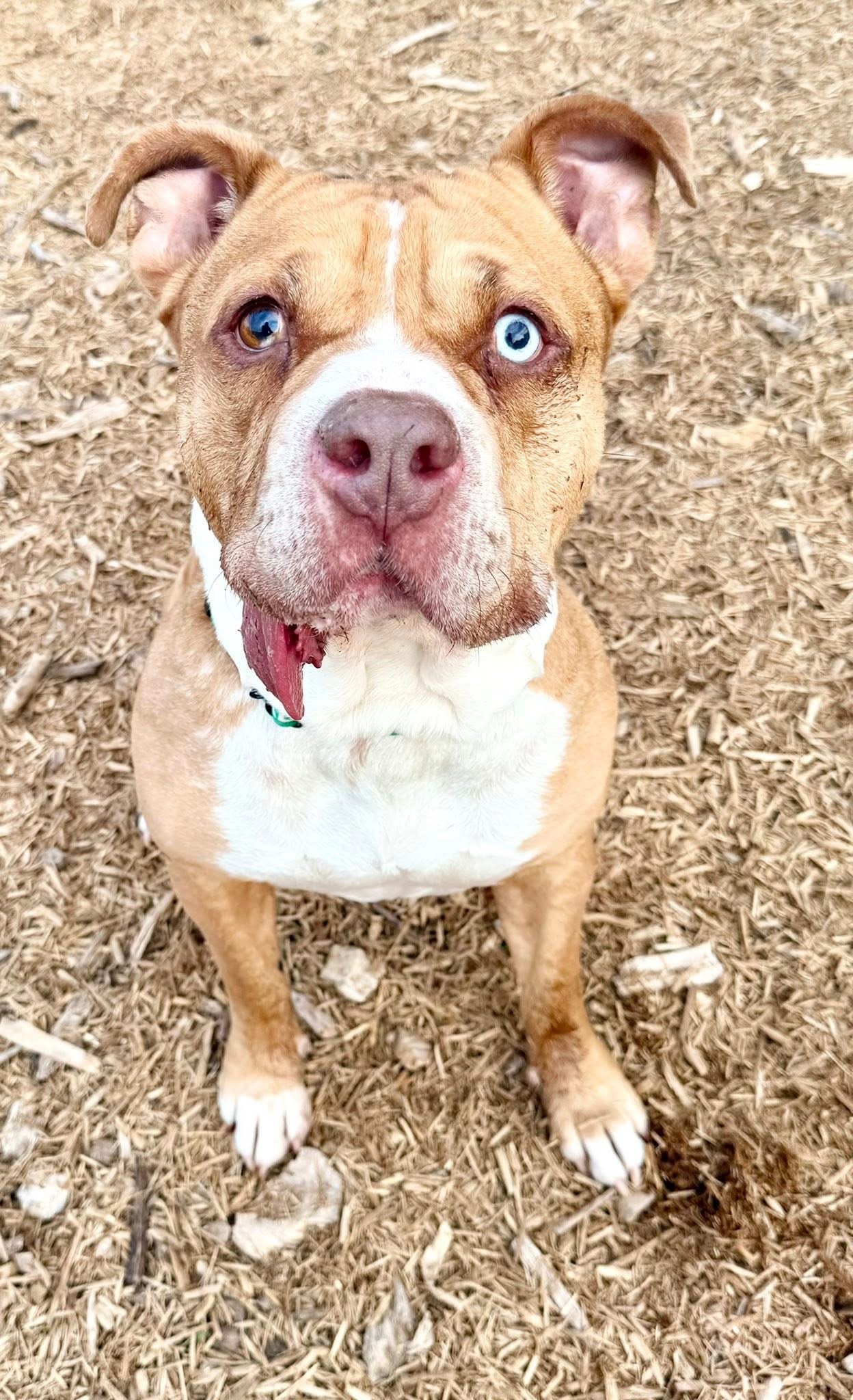 Rosco