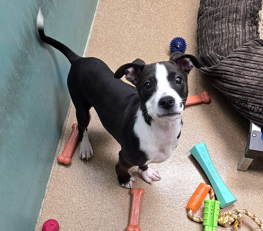 Griffin, an adoptable Terrier, Mixed Breed in Pratt, KS, 67124 | Photo Image 2