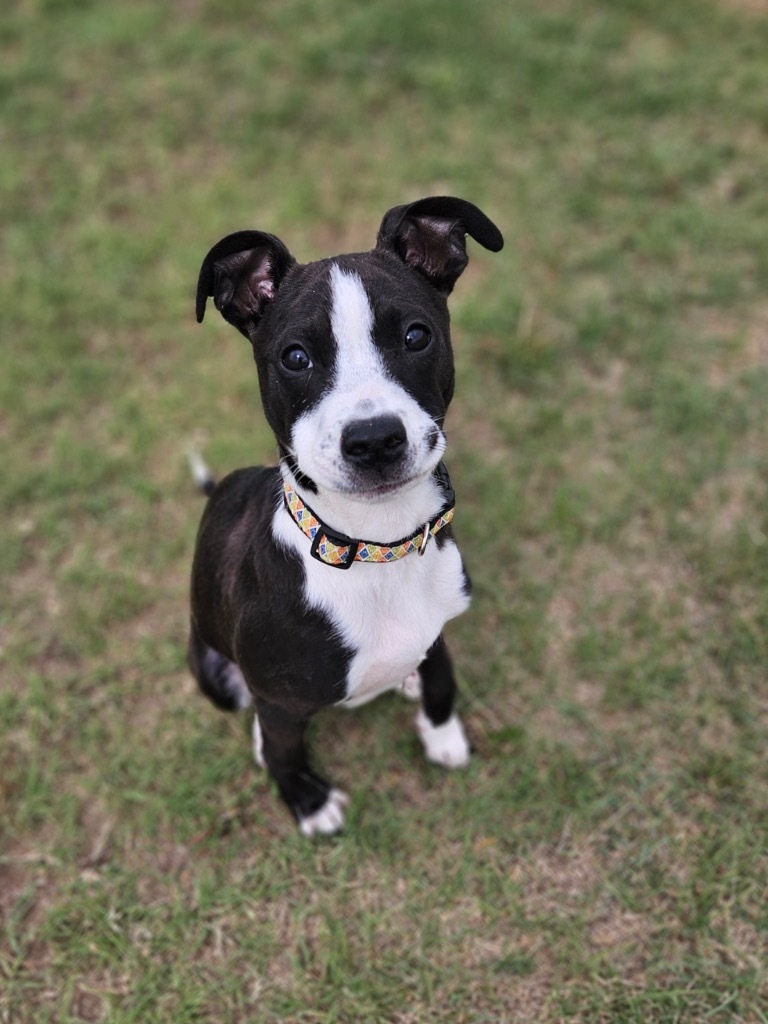 Griffin, an adoptable Terrier, Mixed Breed in Pratt, KS, 67124 | Photo Image 3