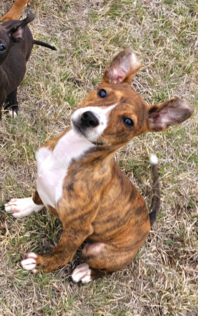 Violet, an adoptable Terrier, Mixed Breed in Pratt, KS, 67124 | Photo Image 1