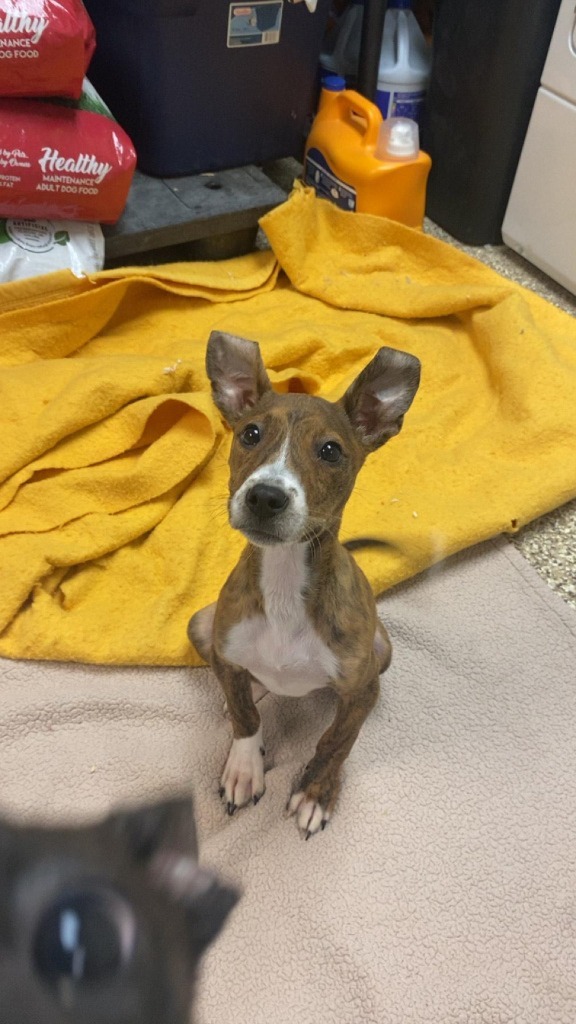 Violet, an adoptable Terrier, Mixed Breed in Pratt, KS, 67124 | Photo Image 2