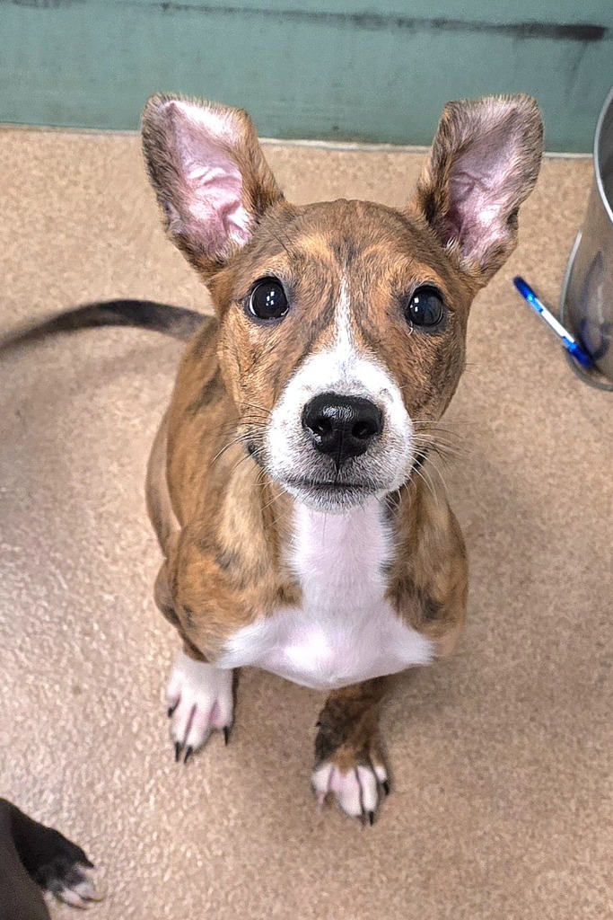 Violet, an adoptable Terrier, Mixed Breed in Pratt, KS, 67124 | Photo Image 3