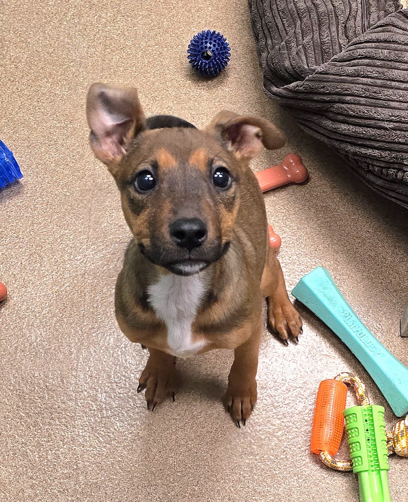 Rose, an adoptable Terrier, Mixed Breed in Pratt, KS, 67124 | Photo Image 1