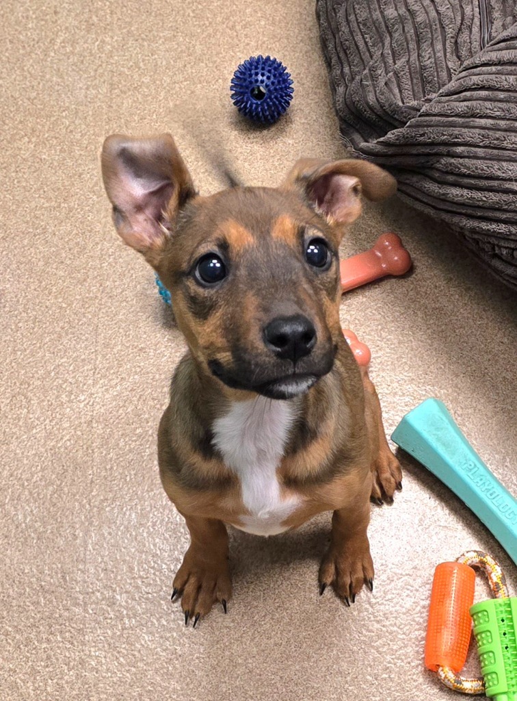 Rose, an adoptable Terrier, Mixed Breed in Pratt, KS, 67124 | Photo Image 2