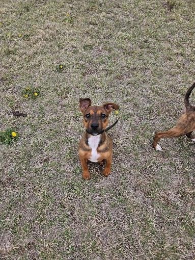 Rose, an adoptable Terrier, Mixed Breed in Pratt, KS, 67124 | Photo Image 3