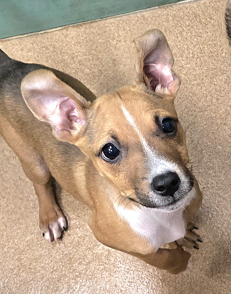Summer, an adoptable Mixed Breed in Pratt, KS, 67124 | Photo Image 1