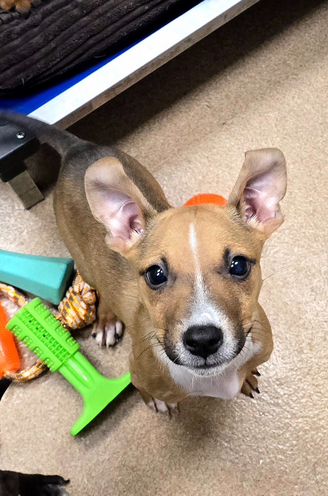 Summer, an adoptable Mixed Breed in Pratt, KS, 67124 | Photo Image 2