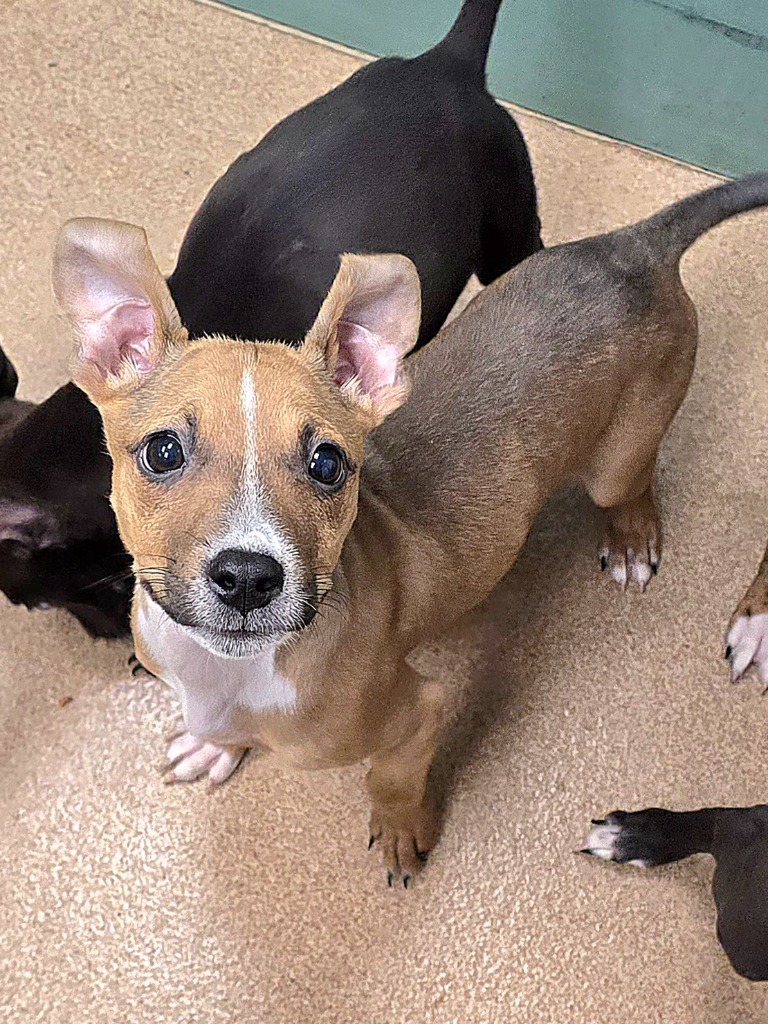 Summer, an adoptable Mixed Breed in Pratt, KS, 67124 | Photo Image 3