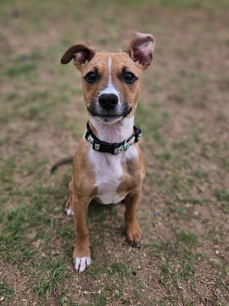 Summer, an adoptable Mixed Breed in Pratt, KS, 67124 | Photo Image 4