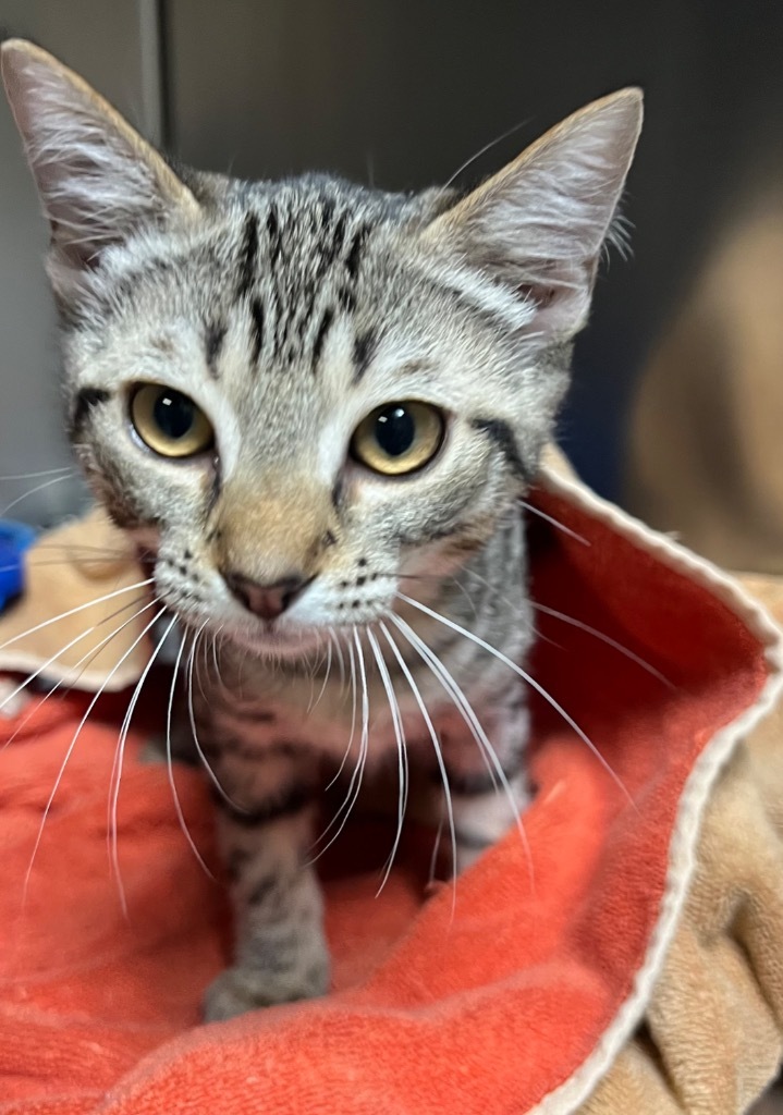 Pastel(Petsmart)