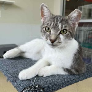 Ty, Adult Male Domestic Medium Hair