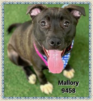 Primary Color Brown Secondary Color White Weight 473lbs Age 0yrs 9mths 2wks Animal has been Spa