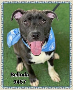 Primary Color Brown Secondary Color White Weight 47lbs Age 0yrs 9mths 2wks Animal has been Spaye