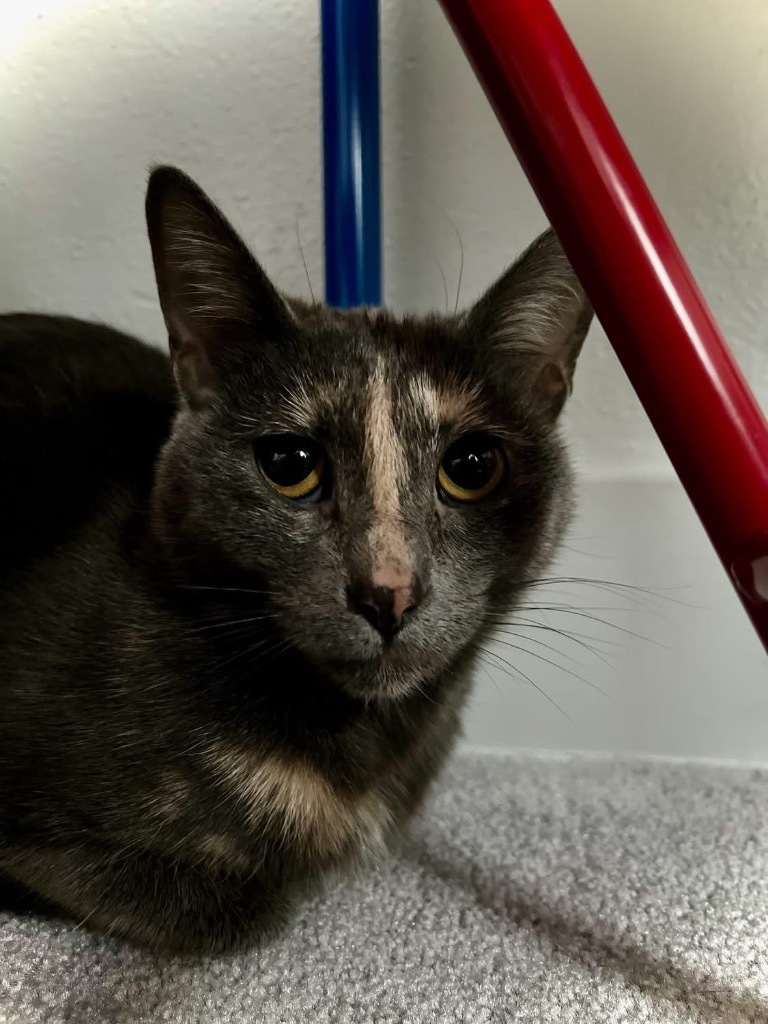 Pumpkin, an adoptable Domestic Short Hair in Grand Rapids, MN, 55744 | Photo Image 1