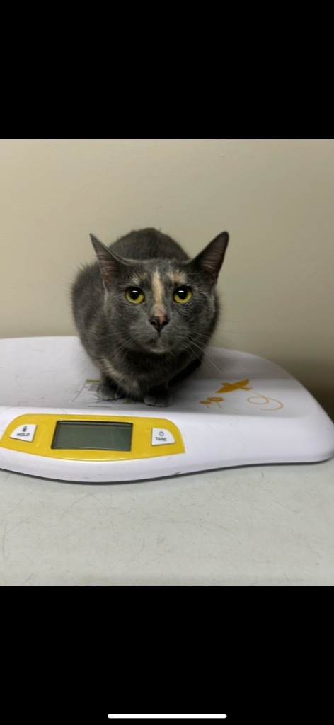 Pumpkin, an adoptable Domestic Short Hair in Grand Rapids, MN, 55744 | Photo Image 2