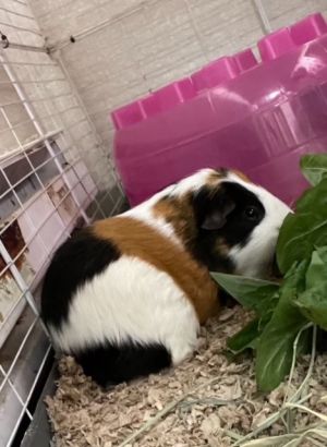 Sprinkle Guinea Pig Small & Furry
