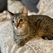 Introducing the friendliest of friendly cats Earhart This striking tabby purrs as soon as she sees 