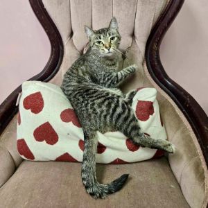 Introducing the friendliest of friendly cats Earhart This striking tabby purrs as soon as she sees 