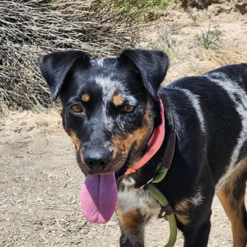 Cocoa (prev Kelly/Sadie)
