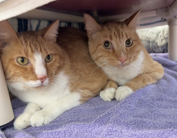 Billy & Zane (Perfect Pair)