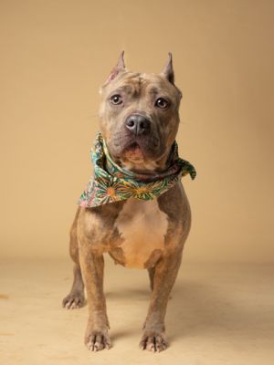 Marla Mixed Breed Dog