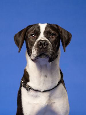 Tropicana Pit Bull Terrier Dog