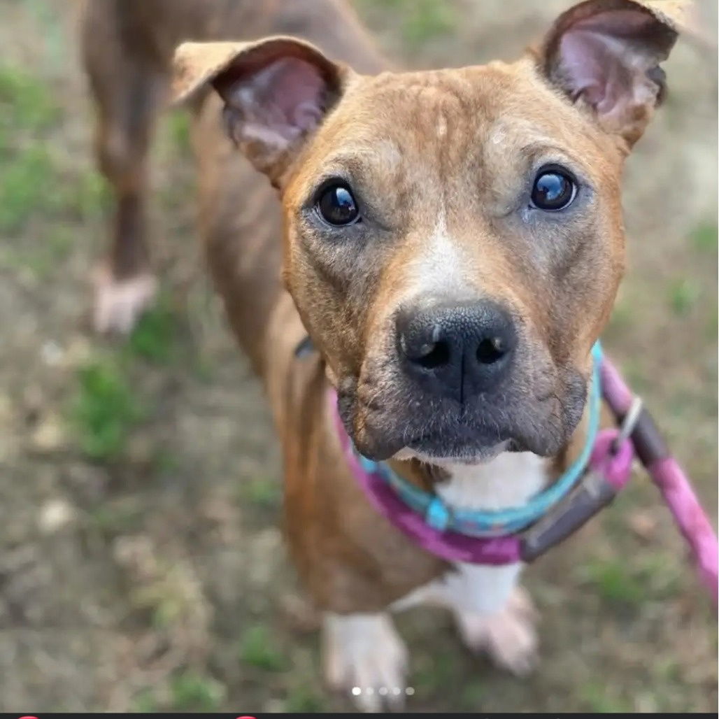 Penelope