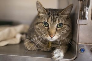 Lovey (Drizella ), Adult Female Tabby