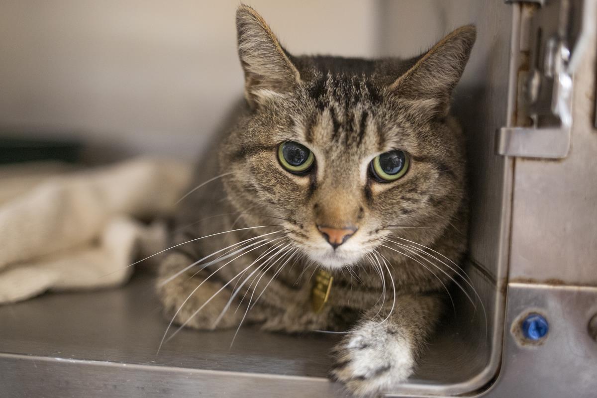 Dovey (Lovey), an adoptable Tabby in Mountain Home, AR, 72653 | Photo Image 1