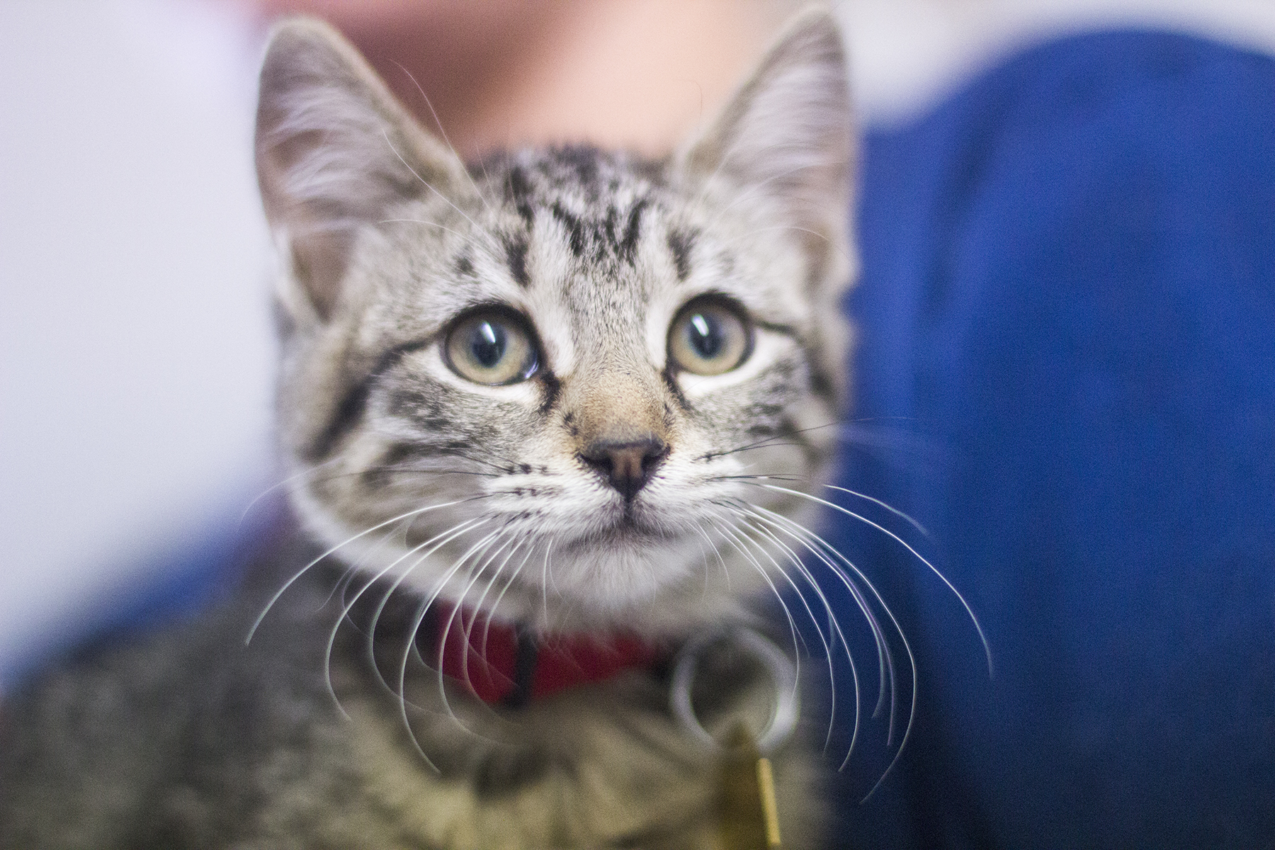 Dovey (Lovey), an adoptable Tabby in Mountain Home, AR, 72653 | Photo Image 2