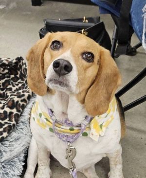 Hello Im Daisy Lou Im a sweet beagle lady approximately 8 years old and 41 pounds Im a bit c