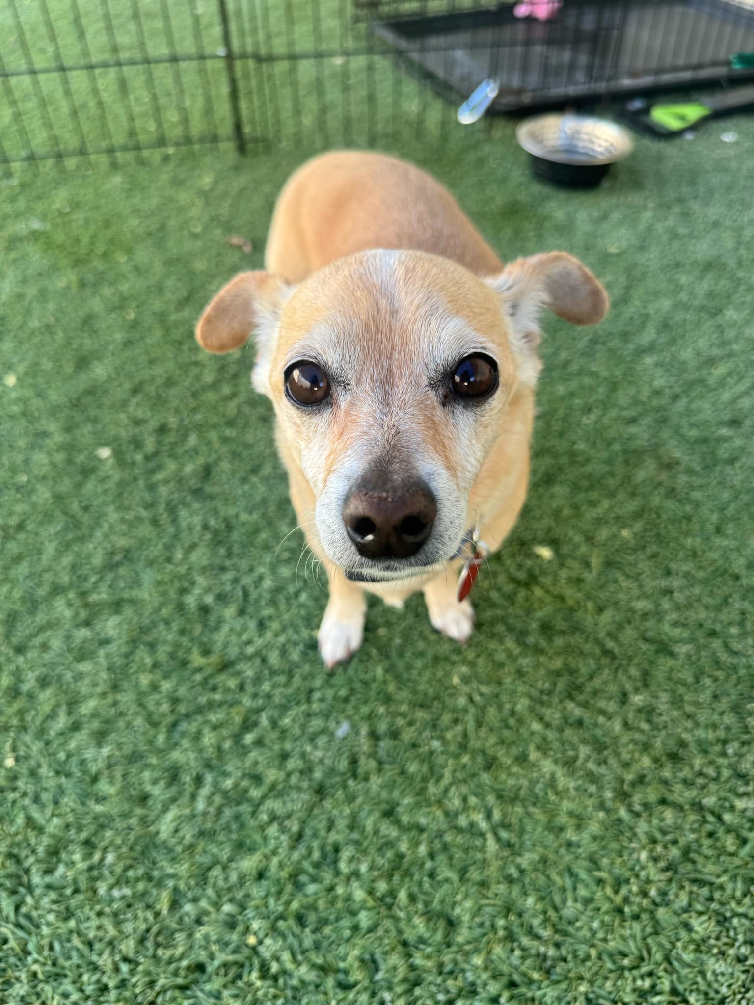 Louie